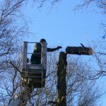 Baumpflege mit Hubbühne
